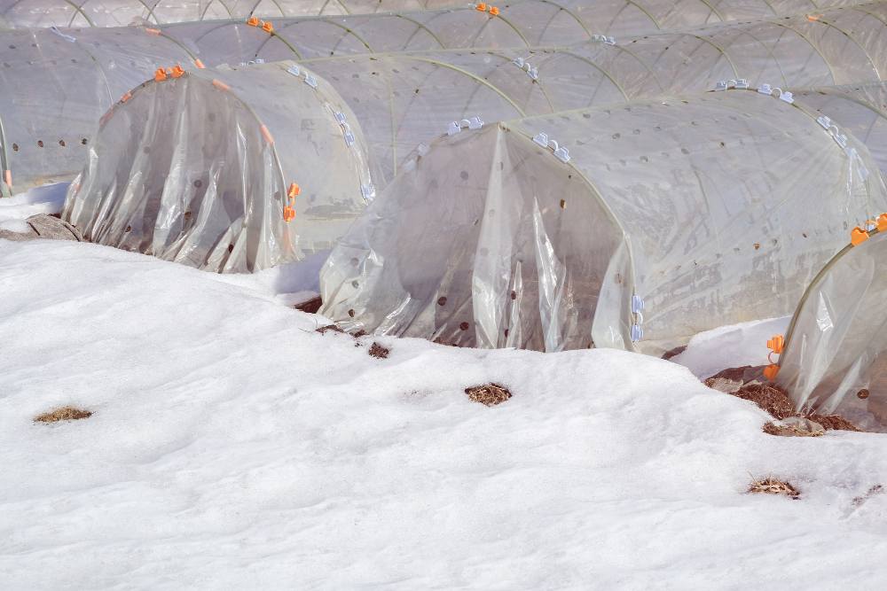 Protection des cultures - légume au potager face au froid