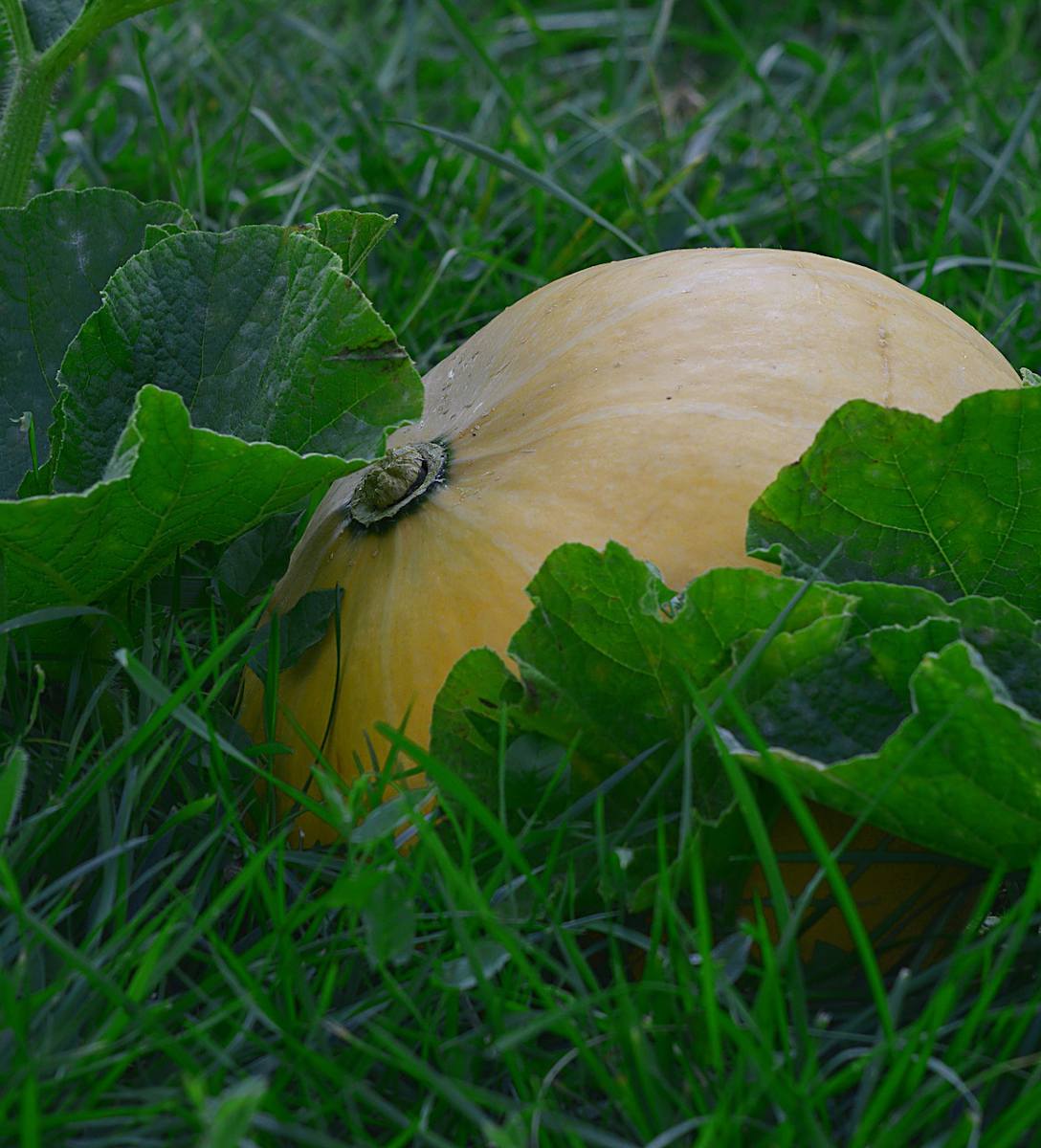 Récolte de légumes en novembre
