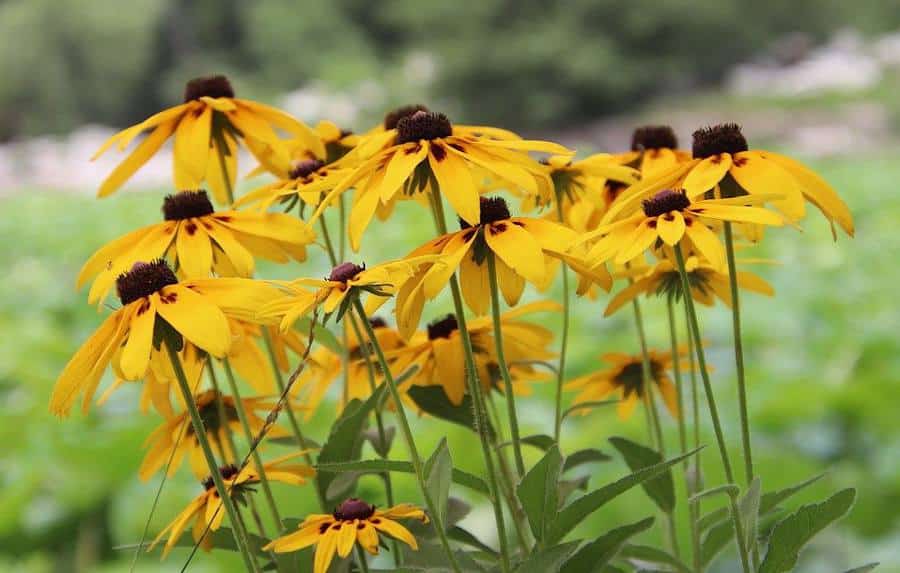 Rudbeckia laciniata - grands soleils jaunes