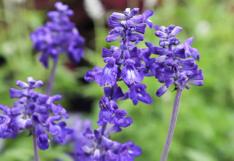 Sauge bleue en fleur