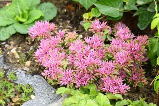 sedum-spurium-Variegatum sedum spurium Variegatum