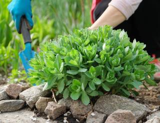 sedum-spurium-culture-plantation sedum spurium culture plantation