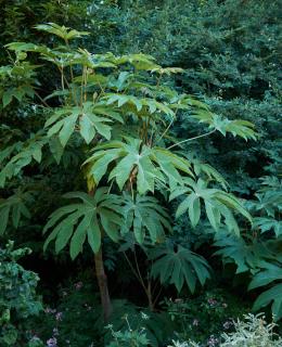 tetrapanax tetrapanax