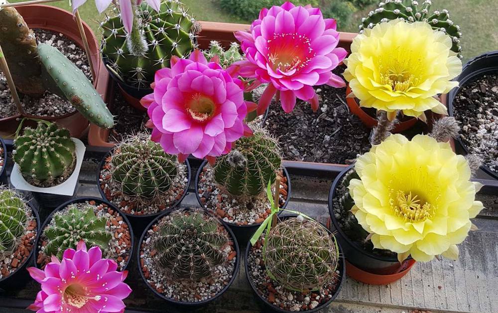 Echinopsis-cactus-oursin-entretien Echinopsis - cactus oursin entretien