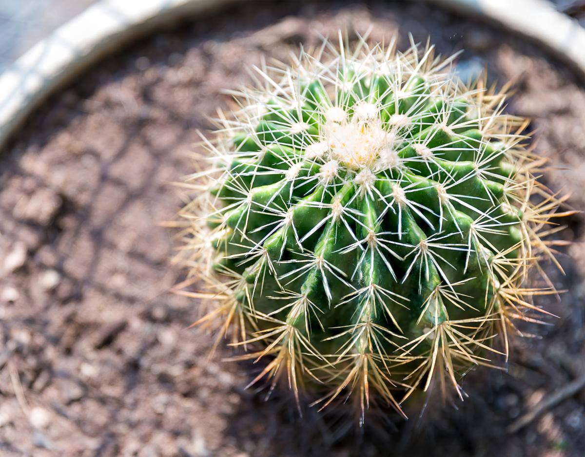 Echinopsis-plantation-rempotage Echinopsis plantation rempotage