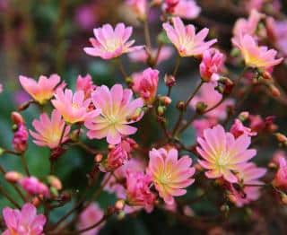 Lewisia-Cotyledon Lewisia Cotyledon