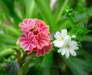 Lewisia-entretien Lewisia entretien