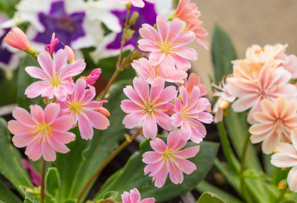 Lewisia-fleur-