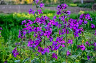 Lunaria-annua Lunaria annua