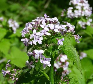 Lunaria-entretien Lunaria entretien