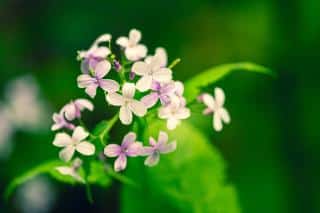 Lunaria-rediviva Lunaria rediviva