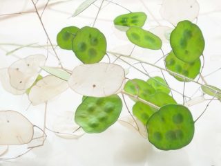 Lunaria-seche Lunaria séché