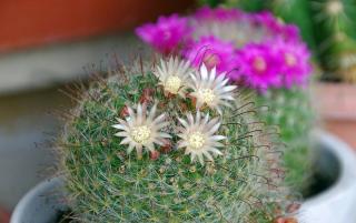 Mammillaria-cactus-culture-entretien Mammillaria cactus culture entretien