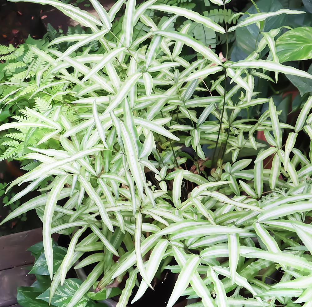 Pteris cretica fougère d’intérieur à l’ombre