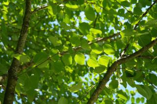 Taille-Arbre-a-caramel-Cercidiphyllum-japonicum-Entretien Taille Arbre a caramel - Cercidiphyllum japonicum Entretien