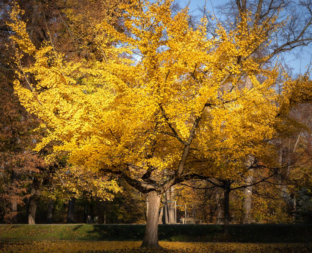 arbre-au-feuille-feuillage-jaune-or