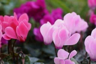 fleur-a-bulbe-ombre fleur a bulbe ombre