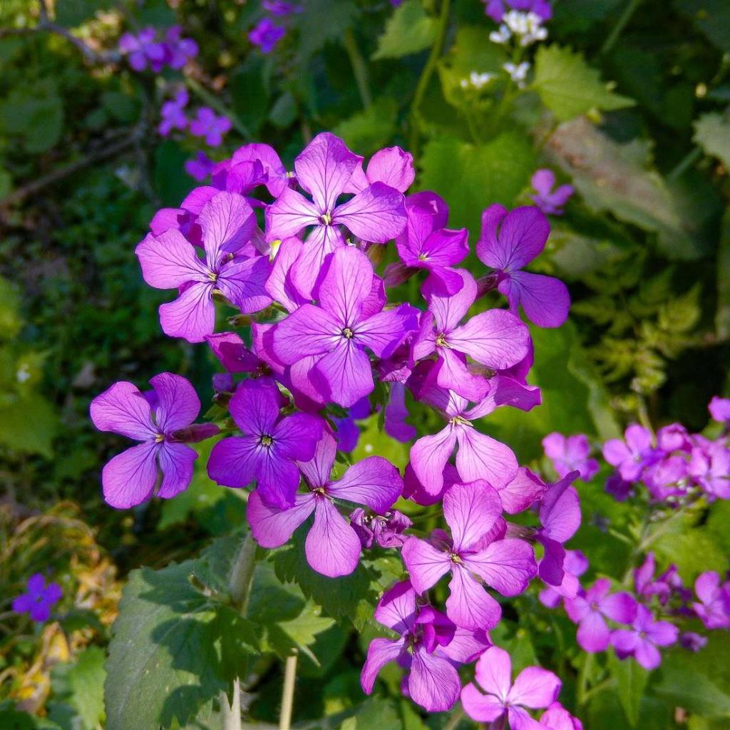 lunaria - lunaire