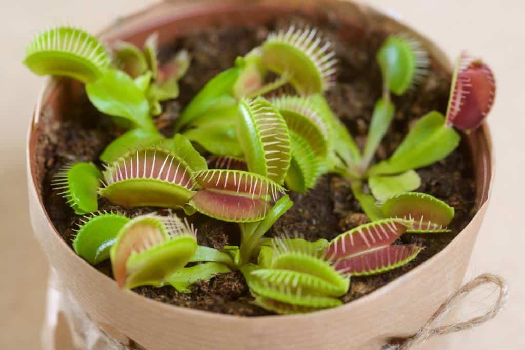 Dionée - plante attrape mouche