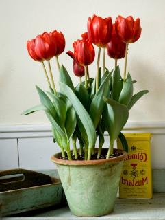 planter-tulipe-en-pot planter tulipe en pot