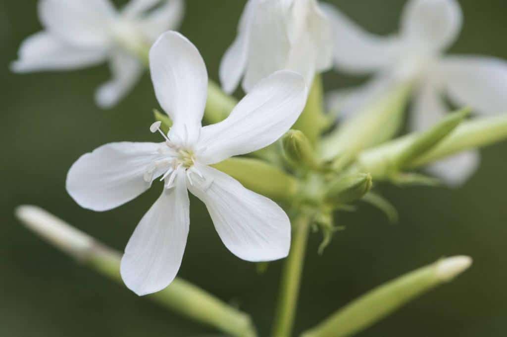 saponaria-fleur-plante-a-savon