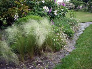 Allee-de-cheveux-dange-Stipa-tenuifolia Allée de cheveux d'ange - Stipa tenuifolia