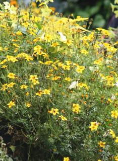 Bidens Bidens