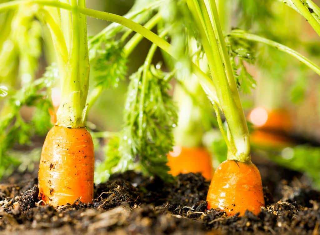 Carottes au potager