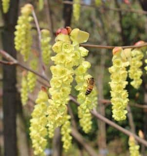 Corylopsis-entretien Corylopsis entretien