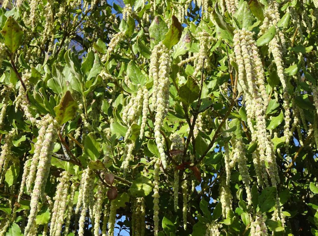 Entretien-Garrya-elliptica-Garrya-elliptique