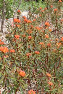 Euphorbia-griffithii-Fire-Glow Euphorbia griffithii 'Fire Glow'