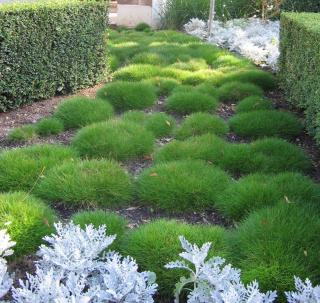 Festuca-scoparia Festuca scoparia