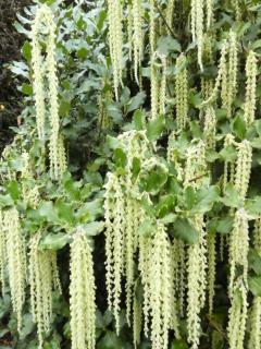 Garrya-elliptica-Garrya-elliptique Garrya elliptica - Garrya elliptique