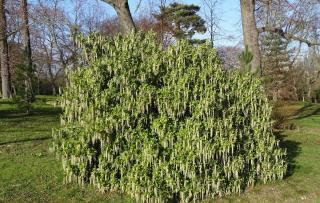 Garrya-elliptica-Garrya-elliptique-dans-un-jardin Garrya elliptica - Garrya elliptique dans un jardin