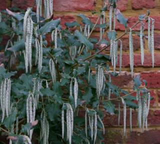 Garrya-elliptica-Garrya-elliptique-en-pot Garrya elliptica - Garrya elliptique en pot