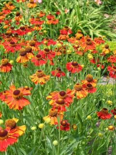 Helenium-x-Moerheim-Beauty Helenium x Moerheim Beauty'