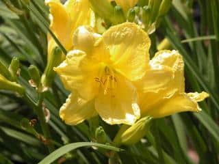 Hemerocallis Hemerocallis