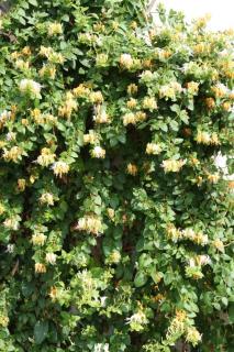 Lonicera-japonica-Halliana Lonicera japonica 'Halliana'
