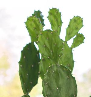 Opuntia-Vulgaris-culture-entretien Opuntia Vulgaris culture entretien