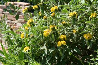 Phlomis-fruticosa Phlomis fruticosa