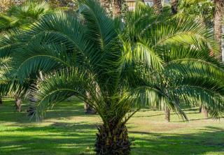 Phoenix-canariensis-phoenix-des-canaries-Plantation Phoenix canariensis - phoenix des canaries - Plantation