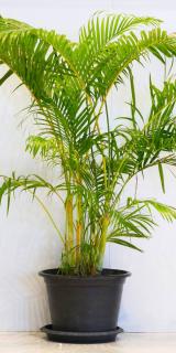 Phoenix-canariensis-plantation-en-pot Phoenix canariensis plantation en pot