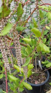 Plantation-Garrya-elliptica-Garrya-elliptique Plantation Garrya elliptica - Garrya elliptique