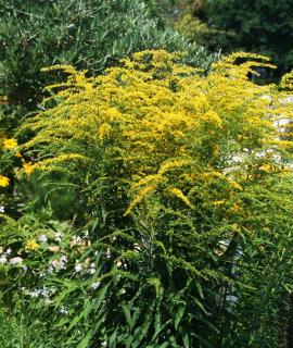 Solidago Solidago
