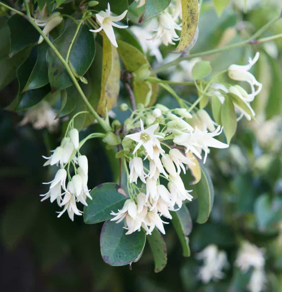 Stauntonia, jolie plante grimpante
