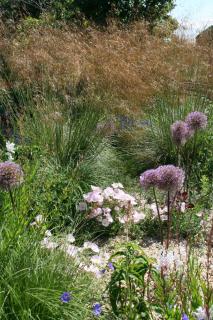 Stipa-gigantea Stipa gigantea
