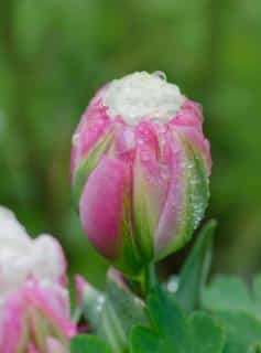 Tulipe-ice-cream-culture Tulipe ice cream culture