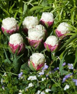 Tulipe-ice-cream-plantation Tulipe ice cream plantation