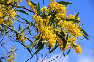 acacia-dealbata-fleur-jaune acacia dealbata fleur jaune