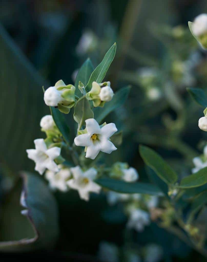 Araujia sericifera en fleur